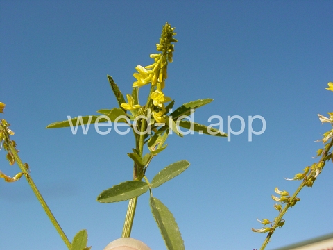 sweetclover, yellow